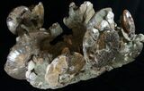 Massive Ammonite Cluster - Wide #8969-1